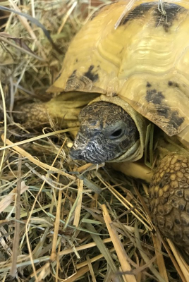 Устойчивое природопользование