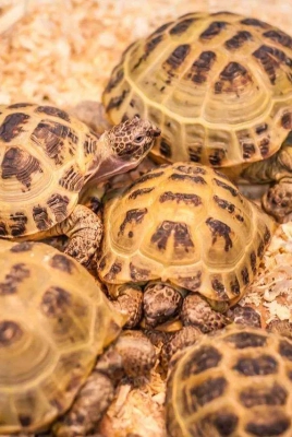 Восстановление популяции