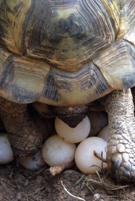 Естественное воспроизводство